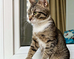 Кошки в Москве: Красивейший котёнок Мартин в добрые руки Мальчик, Бесплатно - фото 6