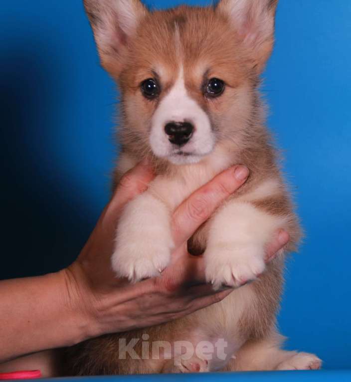 Собаки в Москве: вельш корги пемброк щенки Девочка, 80 000 руб. - фото 4