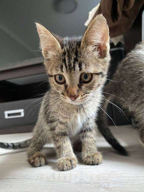 Кошки в Салавате: Котята в заботливые руки, приучены к лотку Девочка, Бесплатно - фото 4