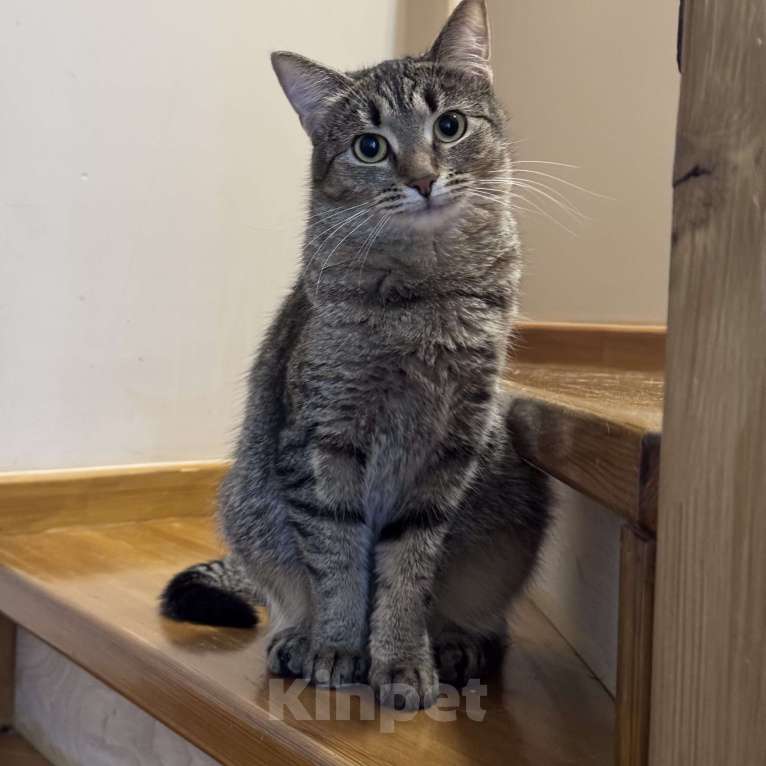 Кошки в Москве: Котенок в добрые руки Девочка, Бесплатно - фото 3