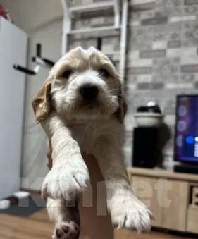 Собаки в Волгограде: Английский Кокер-спаниель, щенок Девочка, 15 000 руб. - фото 3