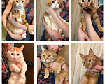 Кошки в Москве: Рыжее чудо - котики ищут дом Мальчик, Бесплатно - фото 4