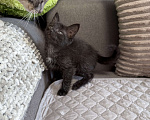 Кошки в Химках: Котенок мальчик 3 месяца Мальчик, Бесплатно - фото 2