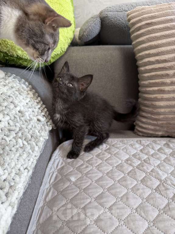 Кошки в Химках: Котенок мальчик 3 месяца Мальчик, Бесплатно - фото 2