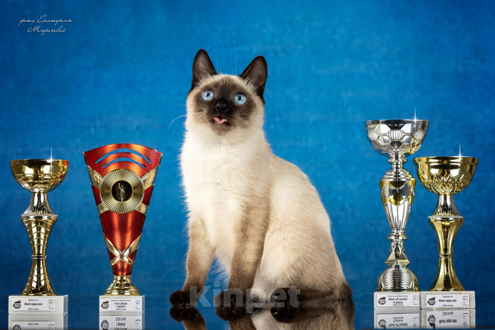Кошки в Омске: Котенок Чемпион породы Той Боб Мальчик, 80 000 руб. - фото 1