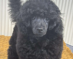Собаки в Новороссийске: Чёрный той пудель Мальчик, Бесплатно - фото 1