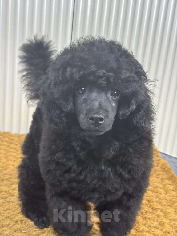 Собаки в Новороссийске: Чёрный той пудель Мальчик, Бесплатно - фото 1