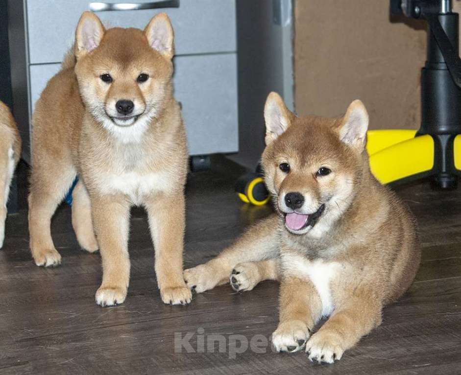 Собаки в Кольчугино: Девочка сиба,  2.5 месяца, предлагается к продаже  Девочка, 40 000 руб. - фото 2