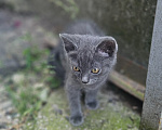 Кошки в Пятигорске: Котята в добрые руки Мальчик, Бесплатно - фото 5