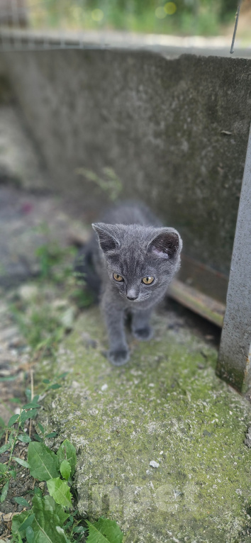 Кошки в Пятигорске: Котята в добрые руки Мальчик, Бесплатно - фото 5