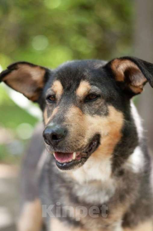 Собаки в Ногинске: Кузька - маленький песик в дар Мальчик, Бесплатно - фото 6