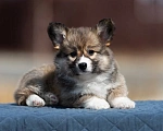 Собаки в Владивостоке: Красивый щенок корги пемброк Девочка, 170 000 руб. - фото 3