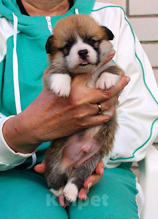 Собаки в других городах Московской области: щенки вельш корги пемброк Мальчик, Бесплатно - фото 2