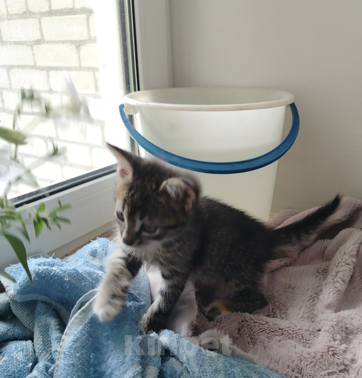 Кошки в Бору: Котята Девочка, 500 руб. - фото 2