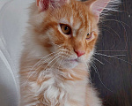 Кошки в Красном Севшем: Шикарный кот Мальчик, Бесплатно - фото 3