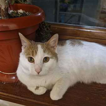 Отдам кота в добрые руки