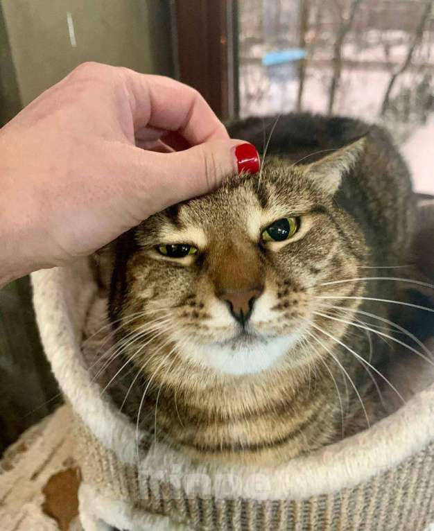 Кошки в Москве: 1347 дней Девочка, Бесплатно - фото 5