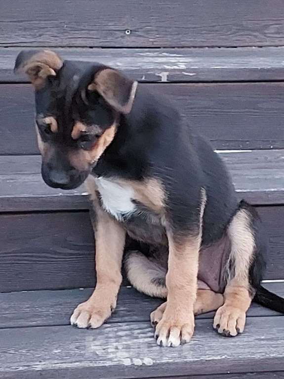 Собаки в Подольске: В добрые руки Девочка, 1 руб. - фото 3