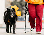 Собаки в Москве: Знакомьтесь, ее зовут Шанти! Девочка, Бесплатно - фото 7