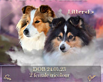 Собаки в Краснодаре: Триколорная девочка  Девочка, Бесплатно - фото 1