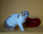 Кошки в Кемерово: Скоттиш фолд девочка Девочка, 2 500 руб. - фото 3