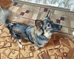 Собаки в Первоуральске: Щенок Тихон, Бесплатно - фото 3