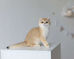 Кошки в Москве: Британские котята золотого окраса Мальчик, 55 000 руб. - фото 2