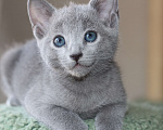 Кошки в Санкт-Петербурге: Русские голубые котята Мальчик, 40 000 руб. - фото 4