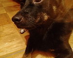 Собаки в Солнечногорске: Отдам в добрые руки Мальчик, Бесплатно - фото 1