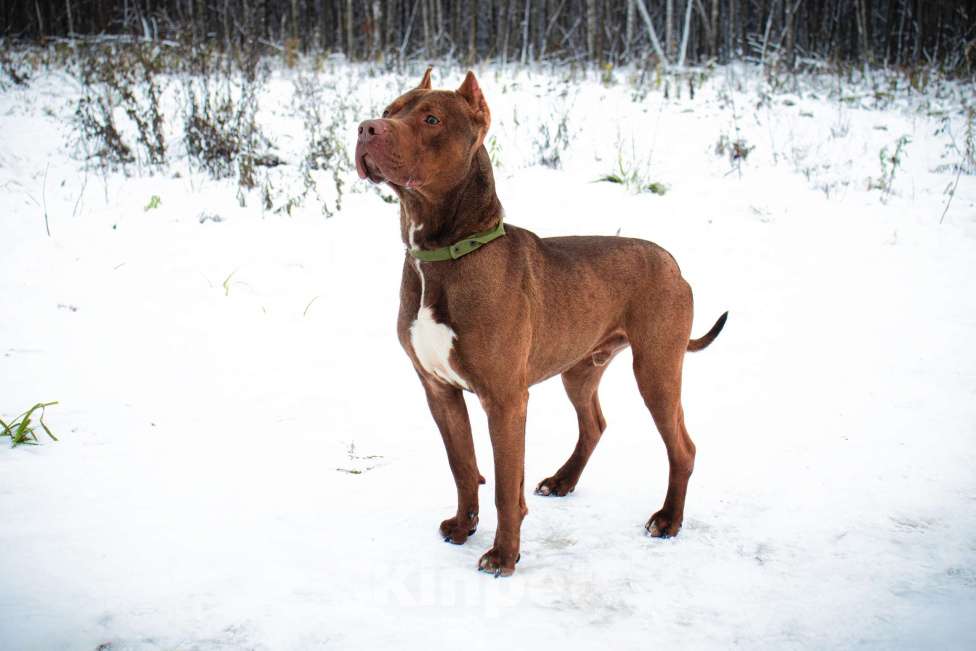 Собаки в Москве: Питбуль Сириус для серьезных умных людей Мальчик, Бесплатно - фото 2