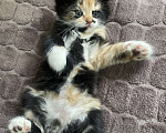 Кошки в Ростове-на-Дону: ✨отдаю срочно котят в добрые руки✨ Девочка, 100 руб. - фото 2