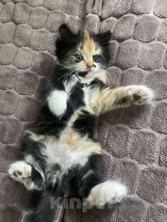 Кошки в Ростове-на-Дону: ✨отдаю срочно котят в добрые руки✨ Девочка, 100 руб. - фото 2