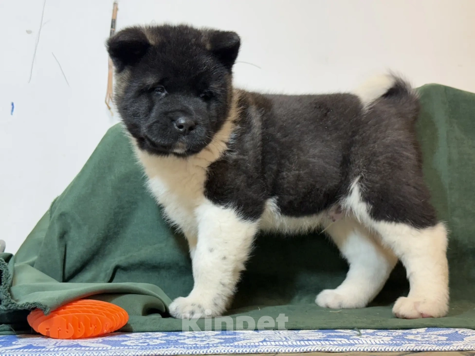 Собаки в Стерлитамаке: Американская акита щенки Девочка, 50 000 руб. - фото 4