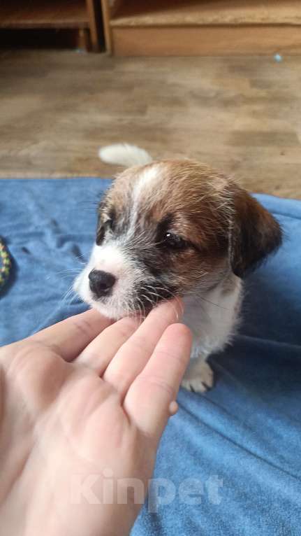 Собаки в Москве: Джек Рассел терьер Девочка, 25 000 руб. - фото 4