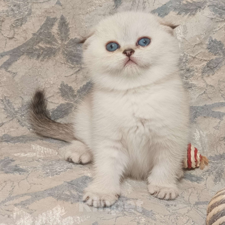 Кошки в Москве: Шотландская вислоухая девочка окрас поинт ( как сиамский ) Девочка, 50 000 руб. - фото 1