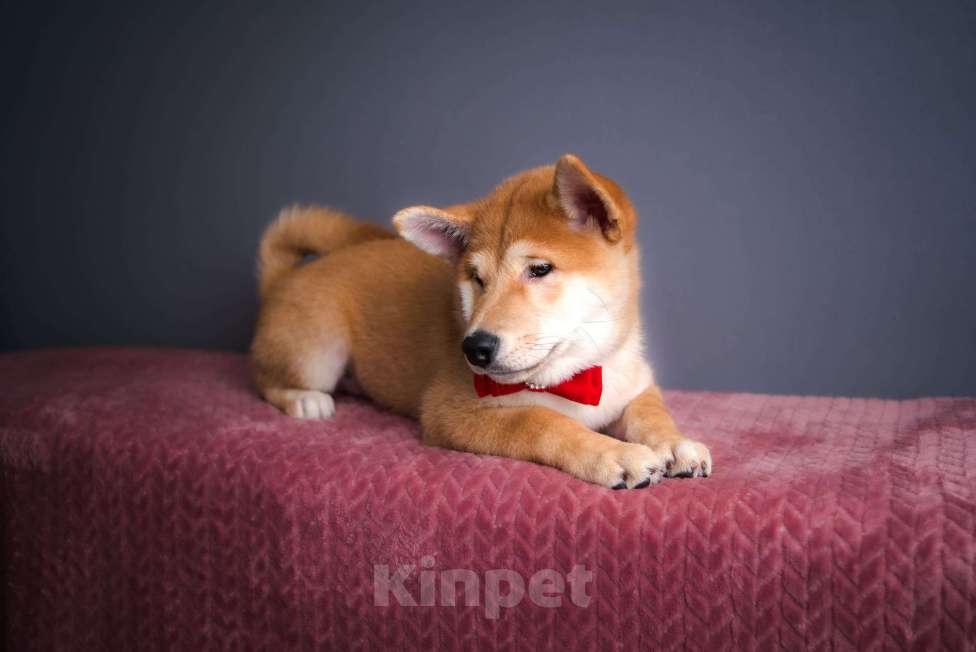 Собаки в Санкт-Петербурге: Малыш Сиба ину Мальчик, 80 000 руб. - фото 3