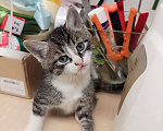 Кошки в Санкт-Петербурге: Монастырские котята Мальчик, Бесплатно - фото 4
