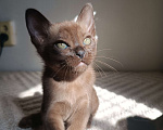 Кошки в Ростове-на-Дону: Котенок европейской Бурмы  Мальчик, 70 000 руб. - фото 2
