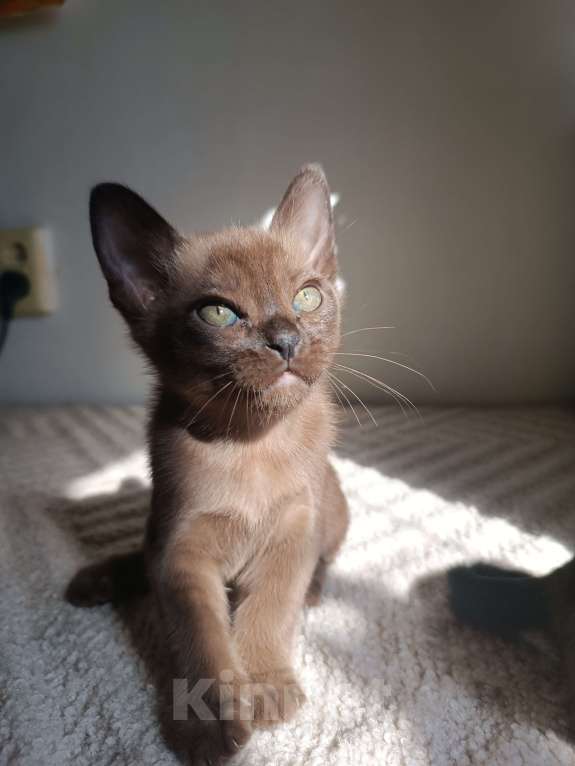 Кошки в Ростове-на-Дону: Котенок европейской Бурмы  Мальчик, 70 000 руб. - фото 2