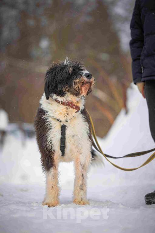 Собаки в Москве: Собака-мечта бородатик Тайсон в добрые руки Мальчик, Бесплатно - фото 7