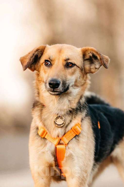 Собаки в Москве: Юнити в поисках билета в счастливую жизнь! Девочка, Бесплатно - фото 7