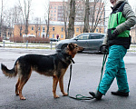 Собаки в Москве: Тирамису Девочка, Бесплатно - фото 6