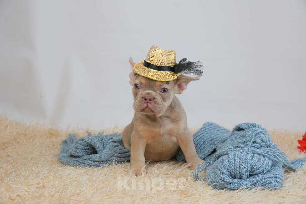 Собаки в Москве: щенки французского бульдога Мальчик, Бесплатно - фото 4