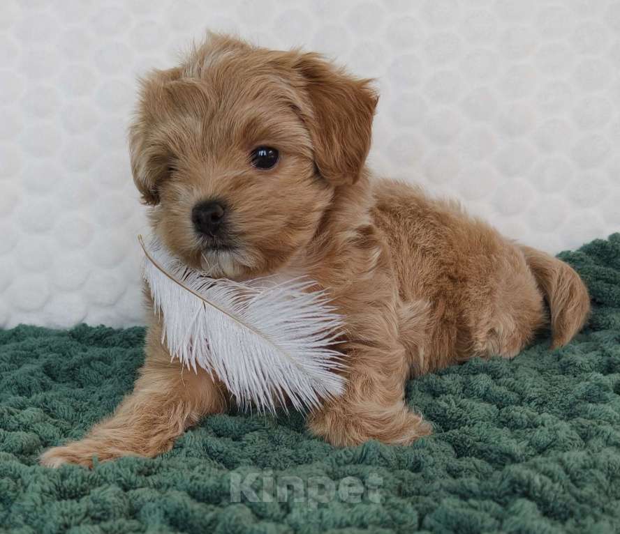 Собаки в Санкт-Петербурге: Щенки мальтипу f1 мини Девочка, Бесплатно - фото 6