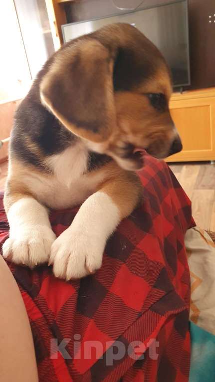 Собаки в других городах Пермского края: Очаровашка биглюша Мальчик, 17 000 руб. - фото 4