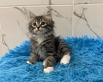 Кошки в Москве: Котик Уран Мальчик, Бесплатно - фото 1