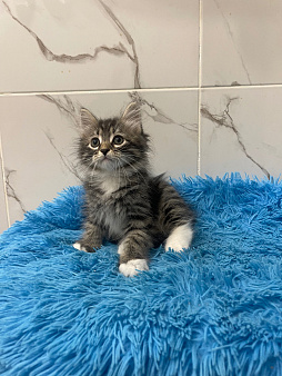 Котик Уран
