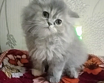 Кошки в Краснодаре: Персидские котята  Девочка, 3 000 руб. - фото 3