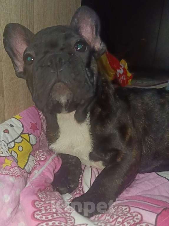 Собаки в Хадыженске: Мальчик Французский бульдог РКФ  Мальчик, Бесплатно - фото 7