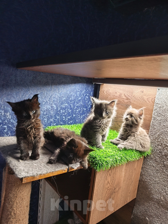 Кошки в Москве: Котята Мейн-куны Разнополые, Бесплатно - фото 5